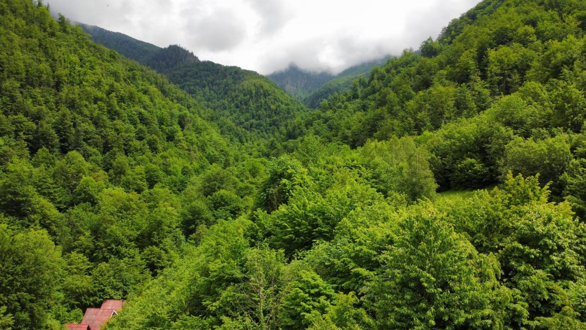 Cabana Valea Rea, Boga Boga  Exterior foto